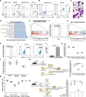 B lymphocytes transdifferentiate into immunosuppressive erythroblast-like cells